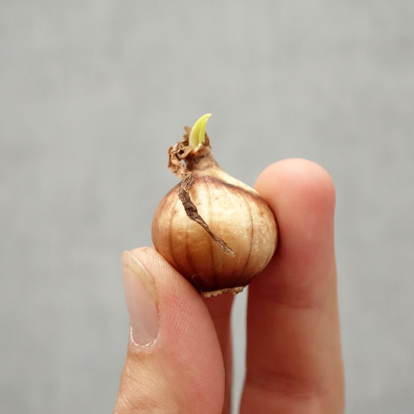 Exemplaar van Narcissus jonquilla var. henriquesii Twinkling Yellow - Jonquilla narcis Bol kaliber 8+ zoals geleverd in de herfst