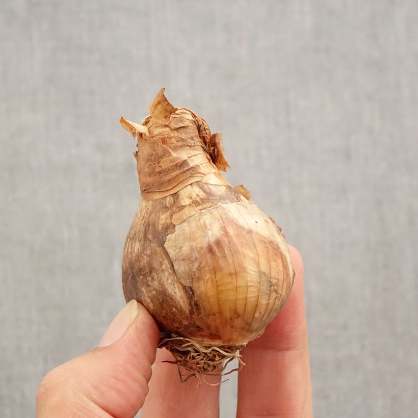 Exemplaar van Dubbele narcis Wave - Dubbele narcis Bol kaliber 12+ zoals geleverd in de herfst