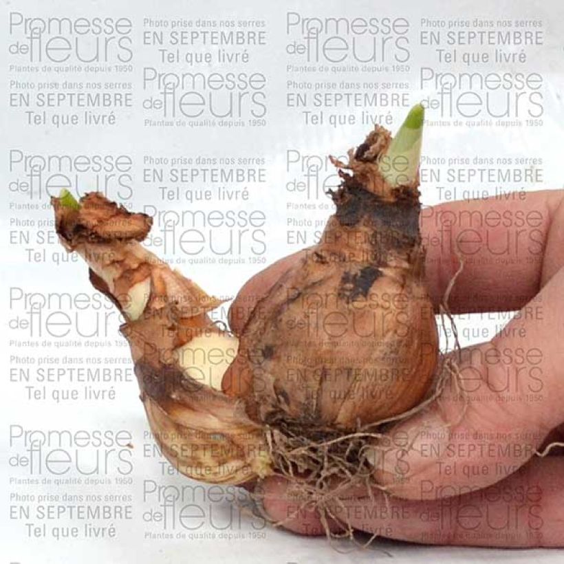 Voorbeeld van een exemplaar van Dubbele narcis Westward - Dubbele narcis Bol kaliber 14+ zoals geleverd