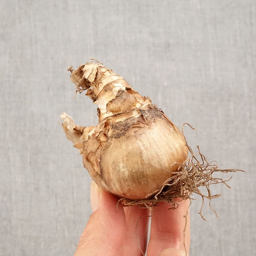 Exemplaar van Dubbele narcis Westward - Dubbele narcis Bol kaliber 14+ zoals geleverd in de herfst