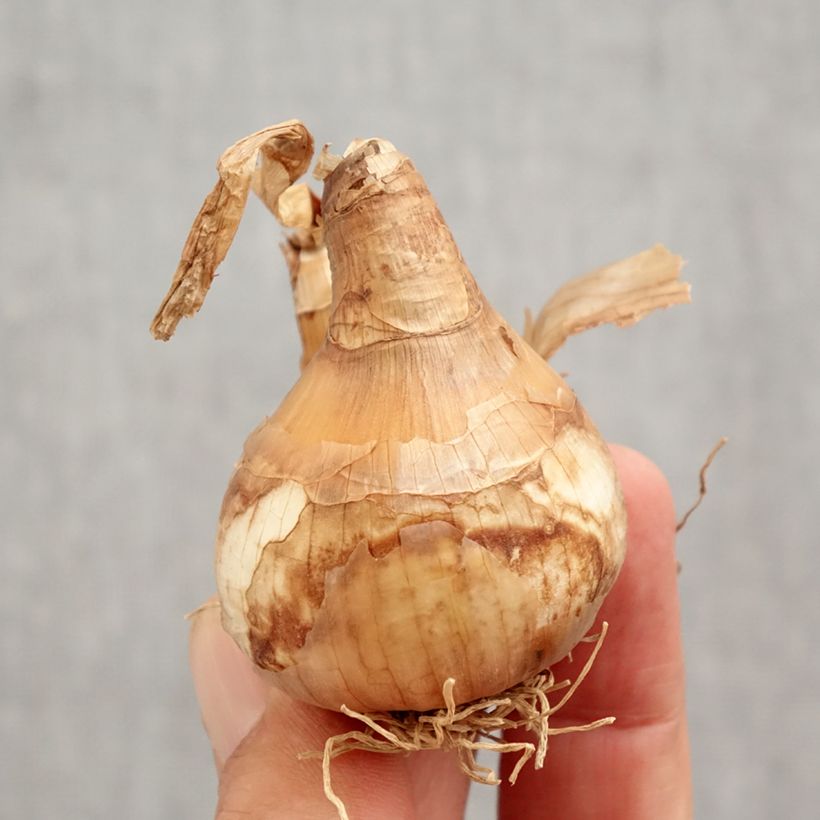 Exemplaar van Narcissus White Lion - Narcis dubbel Bol kaliber 14/16 zoals geleverd in de herfst