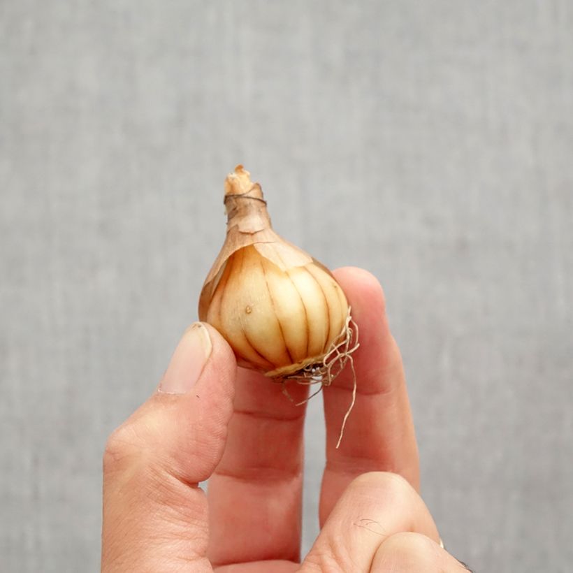 Exemplaar van Narcissus WP Milner - Dwergnarcis Bol kaliber 10+ zoals geleverd in de herfst