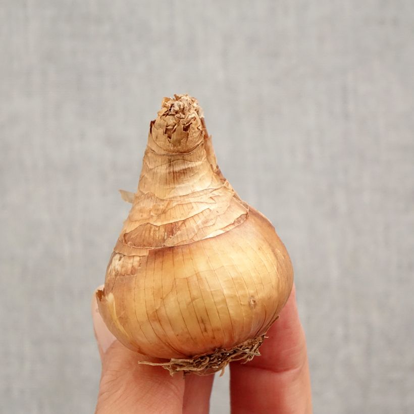 Exemplaar van Narcissus Yellow Cheerfulness - Narcis dubbel Bol kaliber 12+ zoals geleverd in de herfst