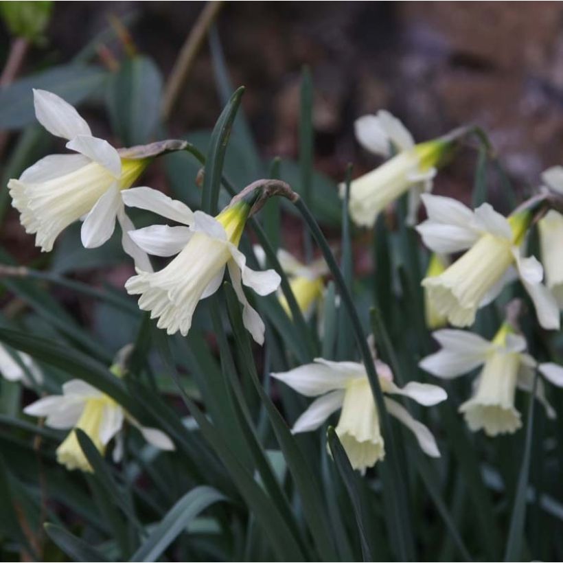 Narcissus WP Milner - Dwergnarcis (Bloei)