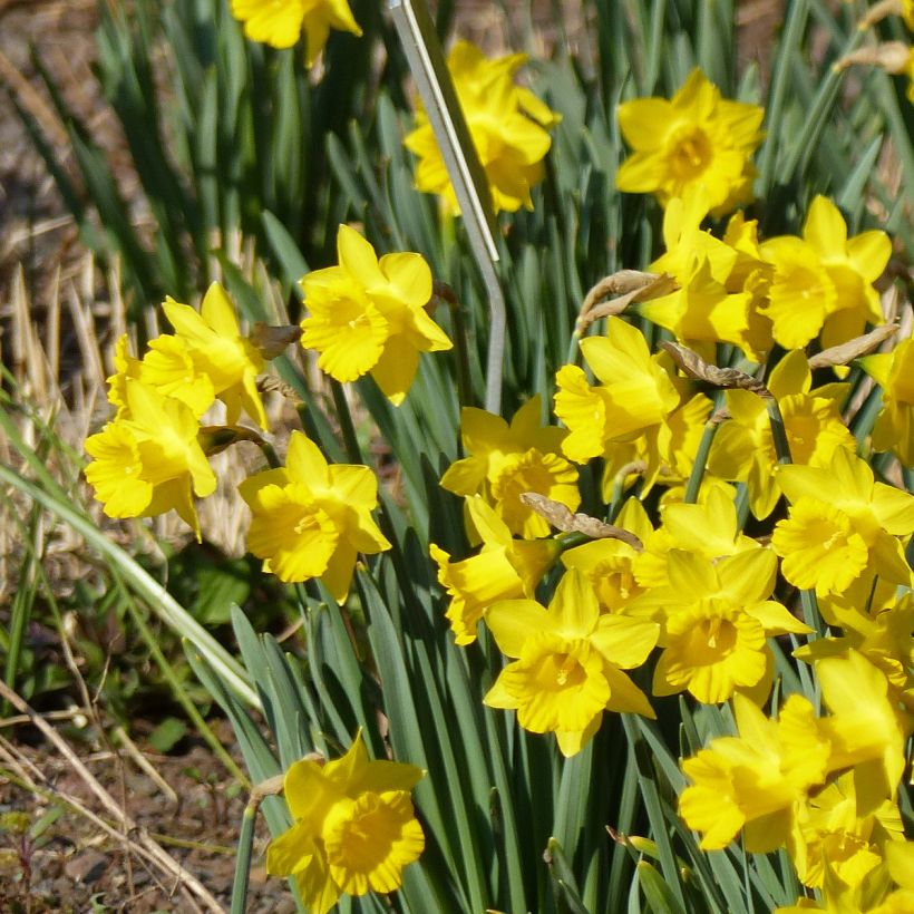 Narcissus pseudonarcissus Obvallaris - Wilde narcis (Groeiplaats)