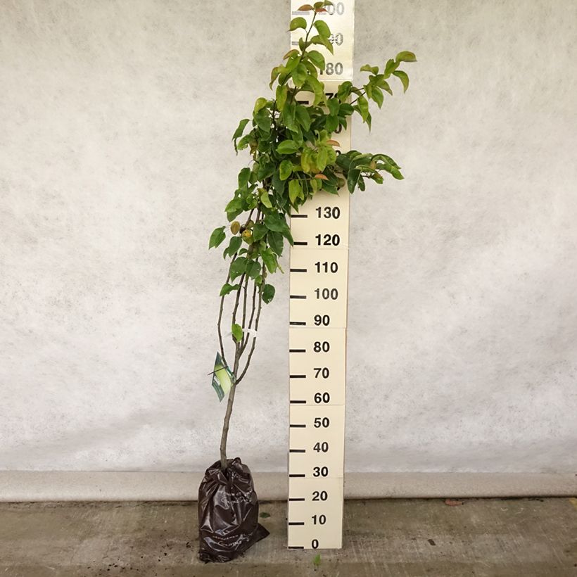 Exemplaar van Nashipeer Hosui - Pyrus pyrifolia Georges Delbard Plantklare kluit, Kelkvormig zoals geleverd in de zomer