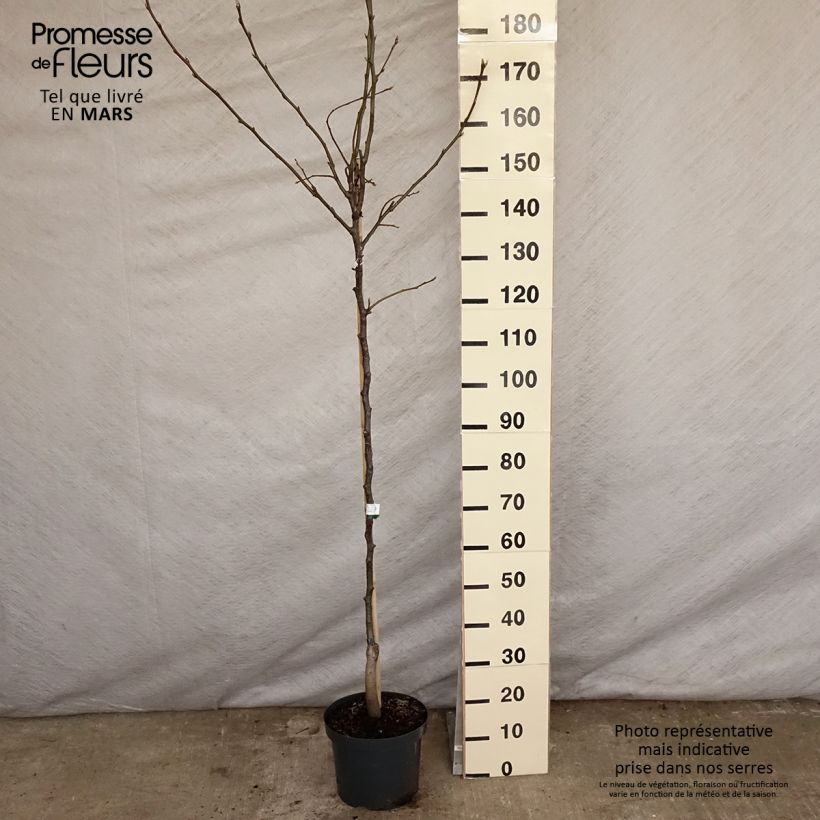 Exemplaar van Nashipeer - Pyrus pyrifolia Pot van 7,5 l/10 l, Half-hoge stam zoals geleverd in de lente