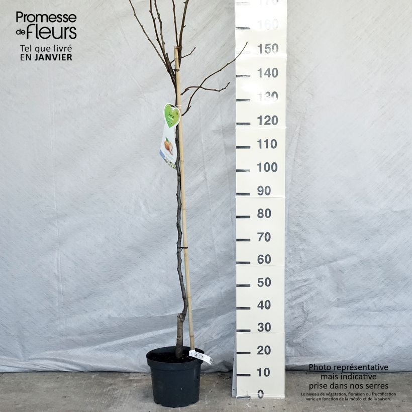 Exemplaar van Nashipeer Niitaka - Pyrus pyrifolia Pot van 7,5 l/10 l, Half-hoge stam zoals geleverd in de winter