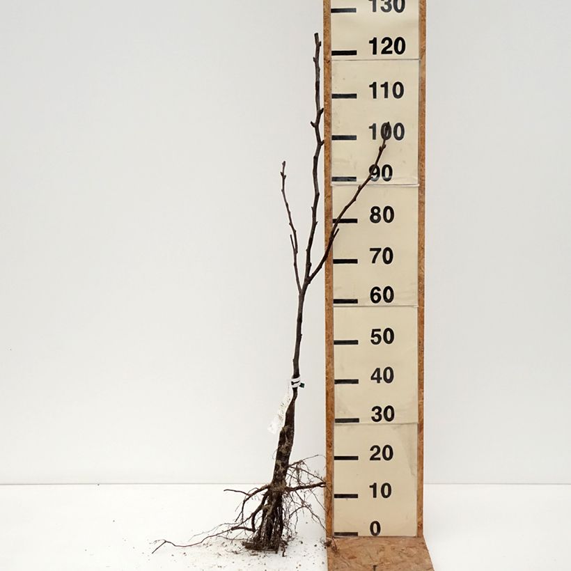 Exemplaar van Nashipeer Shinseiki - Pyrus pyrifolia BIO Naakte wortel, Onderstam zoals geleverd in de winter