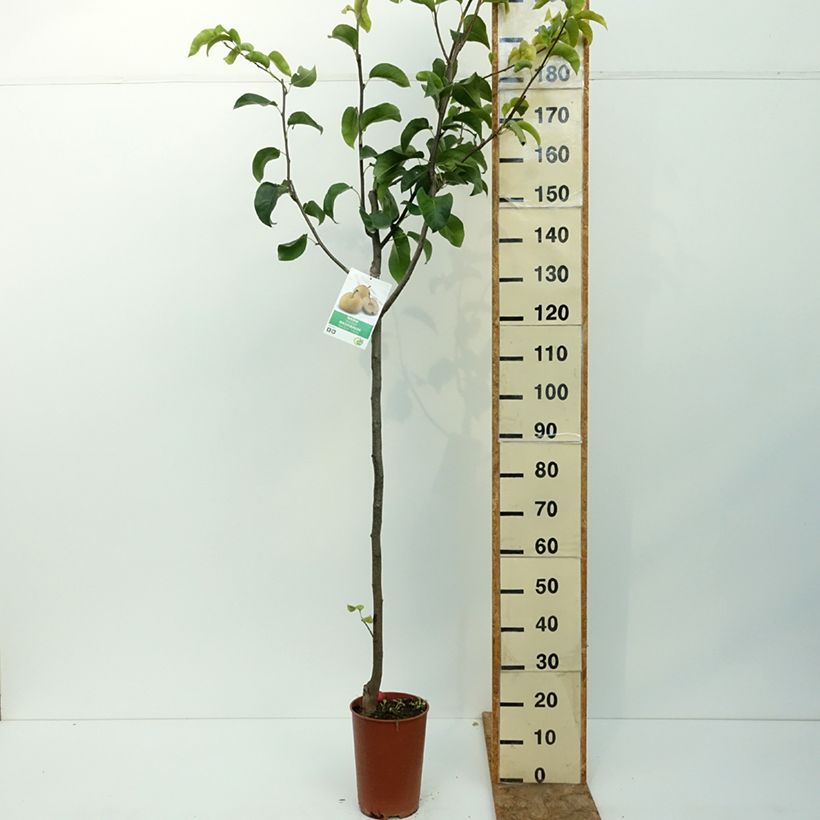 Exemplaar van Nashipeer Shinseiki - Pyrus pyrifolia Pot van 7,5 l/10 l, Half-hoge stam zoals geleverd in de zomer