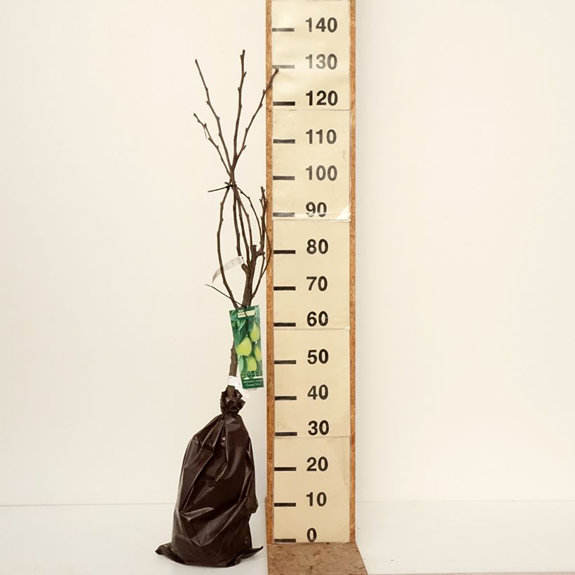 Exemplaar van Nashipeer Shinsui - Pyrus pyrifolia Georges Delbard Plantklare kluit, Kelkvormig zoals geleverd in de winter