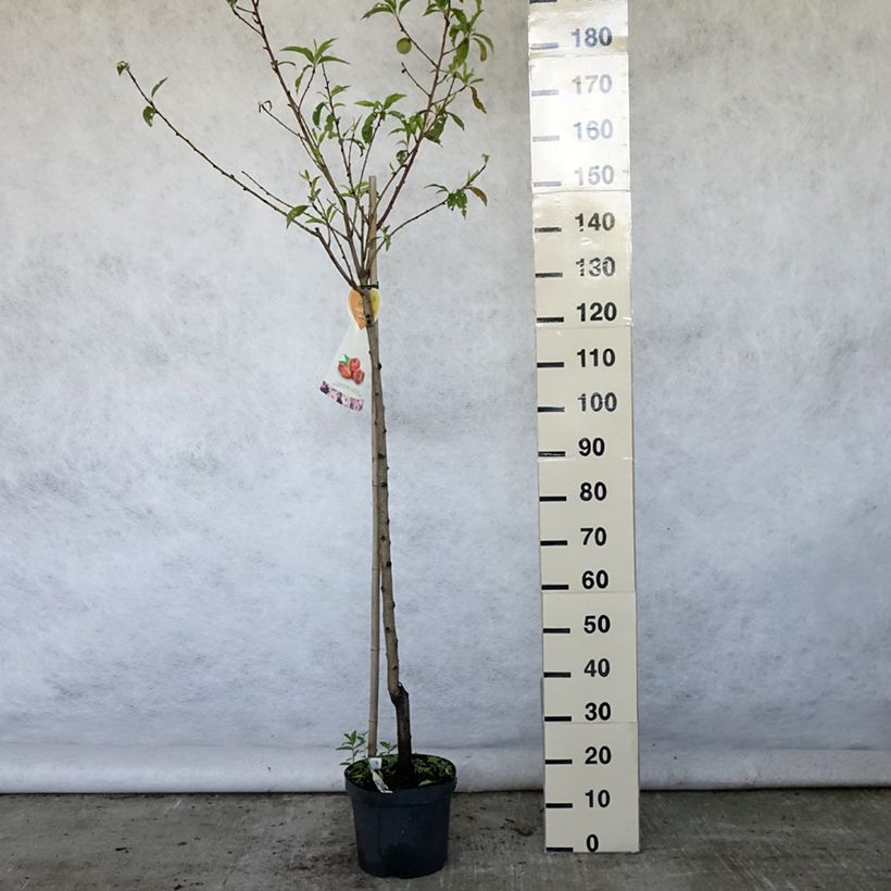 Exemplaar van Platte nectarine Flateryna Pot van 7,5 l/10 l, Half-hoge stam zoals geleverd in de zomer