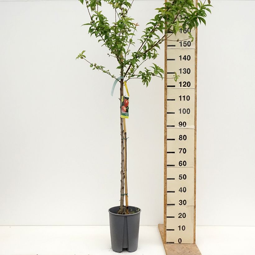 Exemplaar van Nectarine Fantasia Pot van 7,5 l/10 l, Half-hoge stam zoals geleverd in de lente