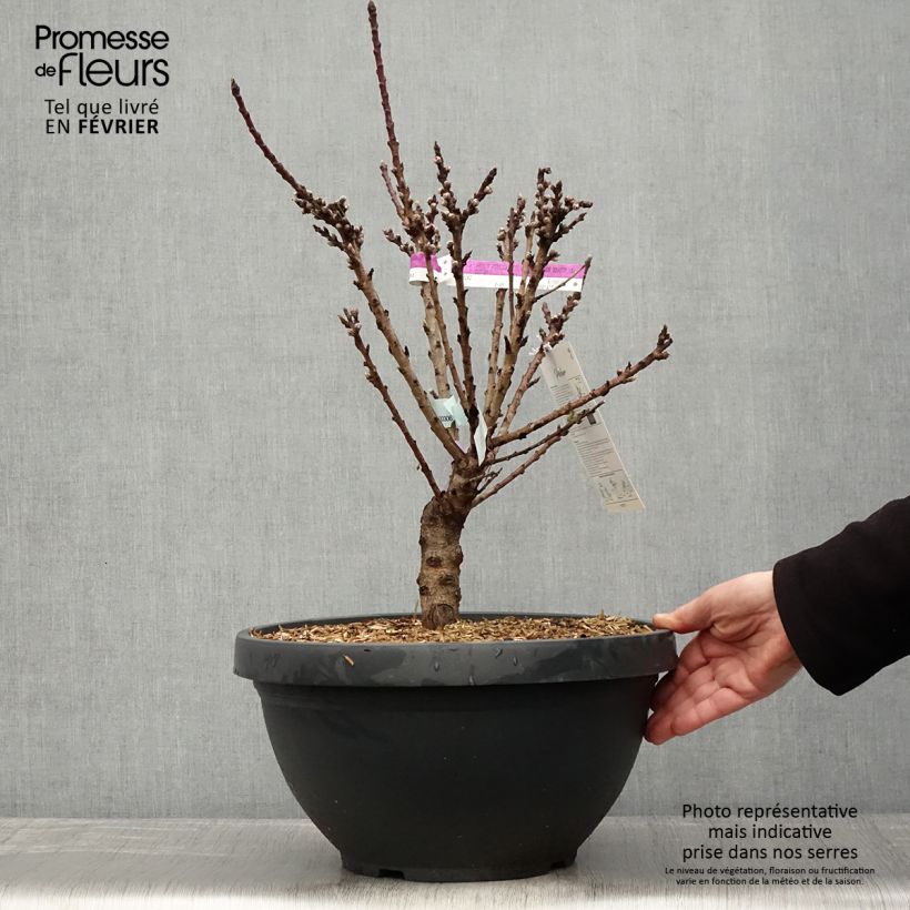 Exemplaar van Dwerg nectarine Garden Beauty Pot van 6 l/7 l, Kwartstam zoals geleverd in de winter