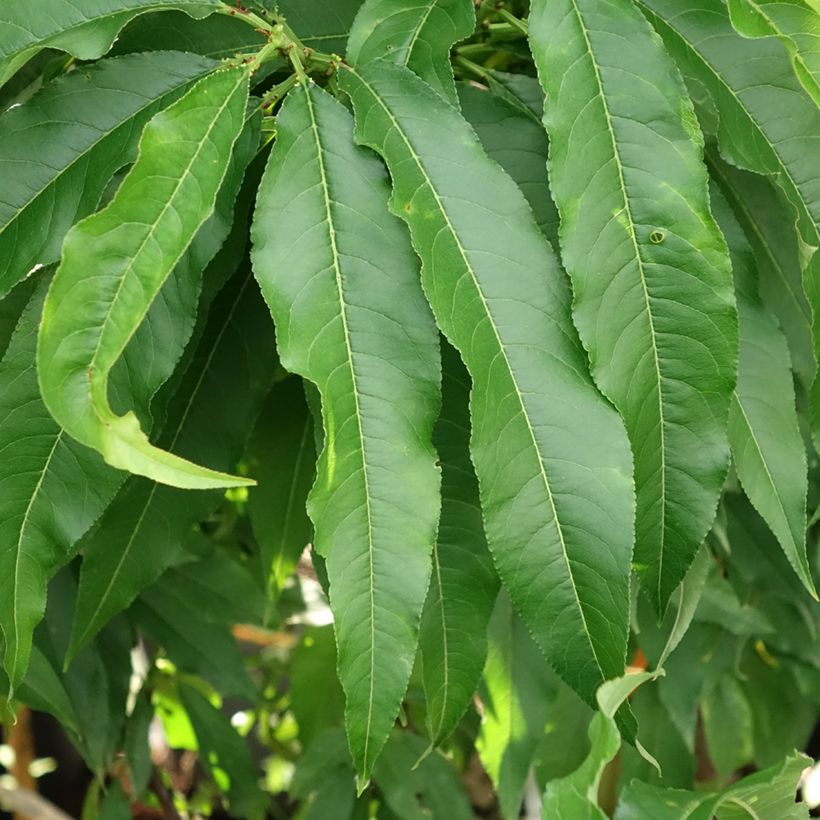 Nectarinier nain Nectarella - Georges Delbard (Blad)