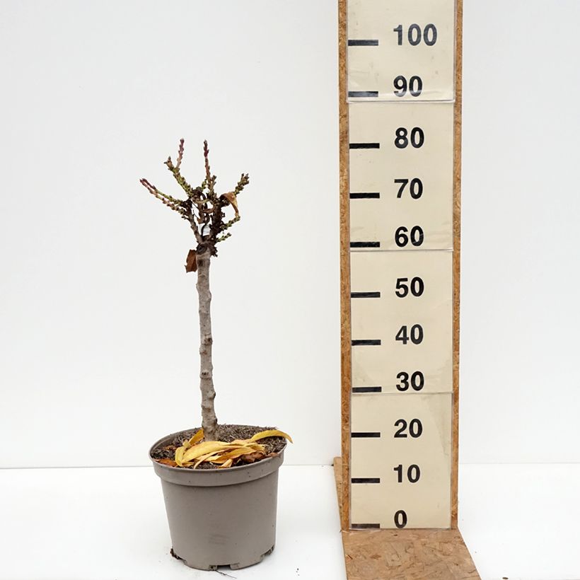Exemplaar van Nectarinier nain Nectarella - Georges Delbard Pot de 7,5L/10L, 1/4 de tige, Tronc de 30/40cm zoals geleverd in de herfst
