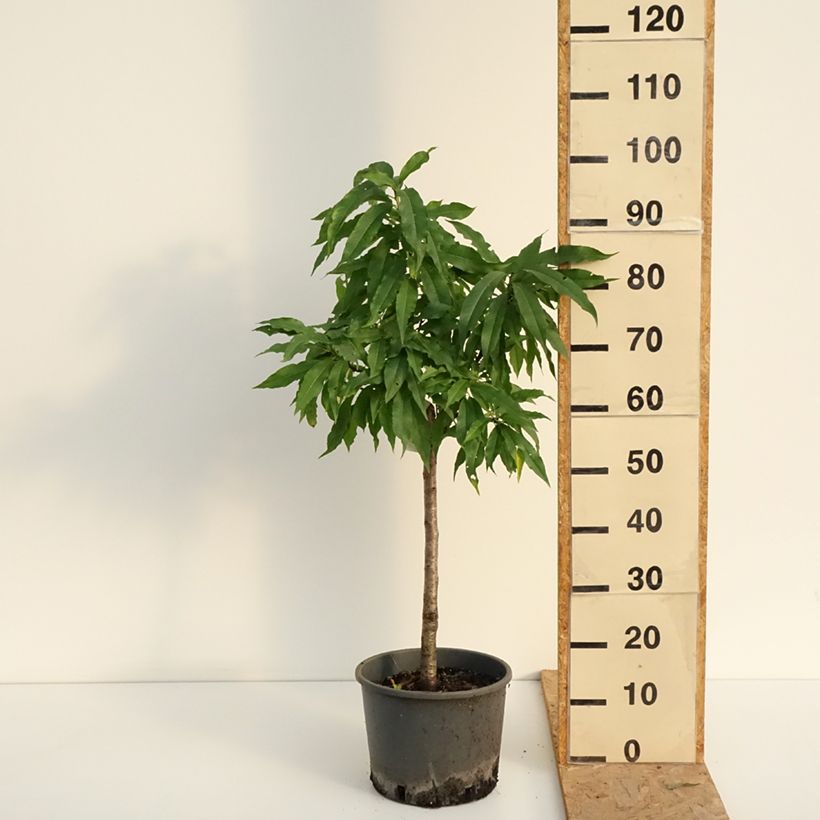 Exemplaar van Nectarinier nain Nectarella - Georges Delbard Pot van 7,5 l/10 l, Kwartstam zoals geleverd in de zomer