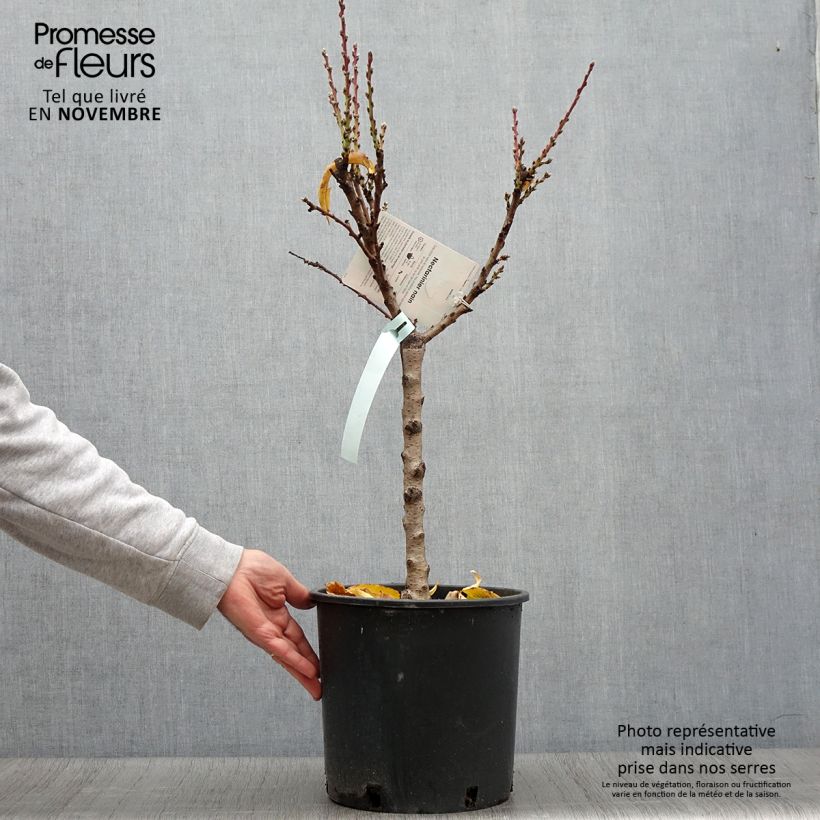 Exemplaar van Dwergnectarine Necta Zee Pot van 7,5 l/10 l, Kwartstam zoals geleverd in de herfst