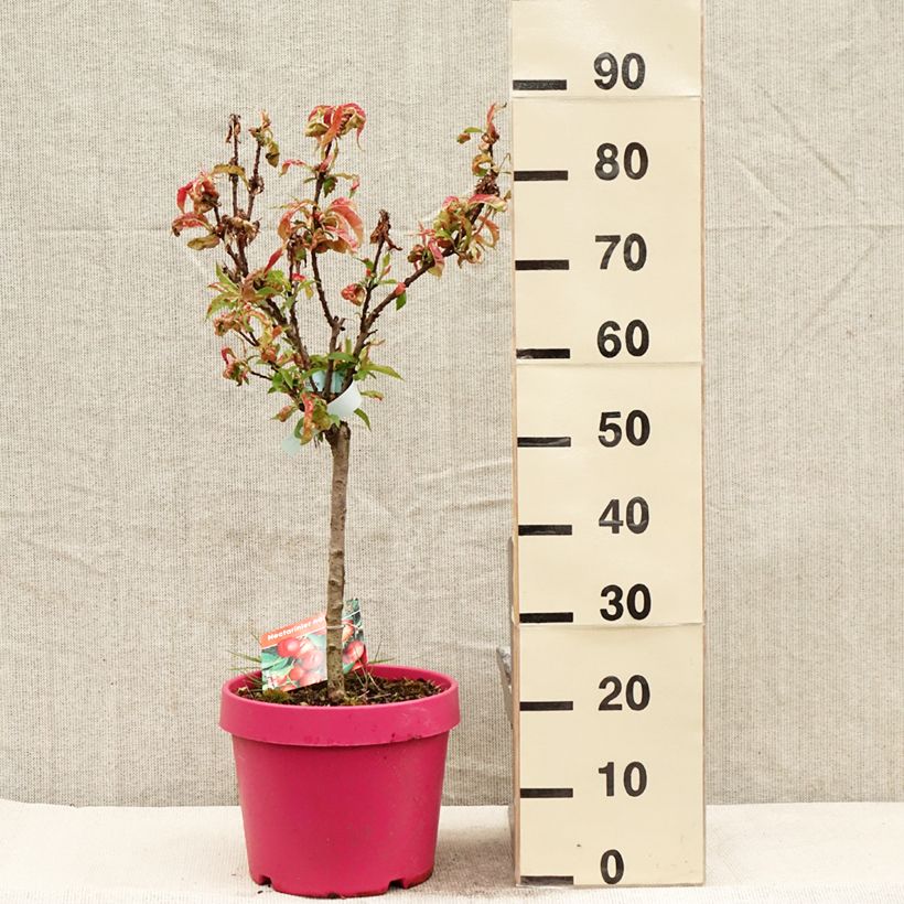 Exemplaar van Dwergnectarine Necta Zee Pot van 7,5 l/10 l, Kwartstam zoals geleverd in de lente