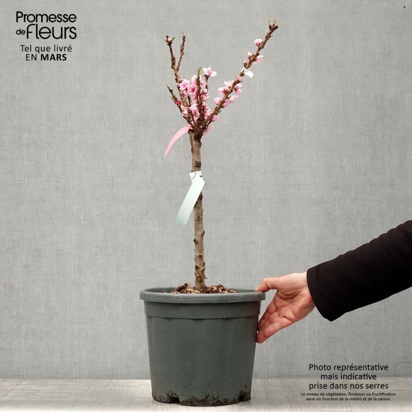 Exemplaar van Dwergnectarine Snow Baby Pot van 7,5 l/10 l, Kwartstam zoals geleverd in de lente