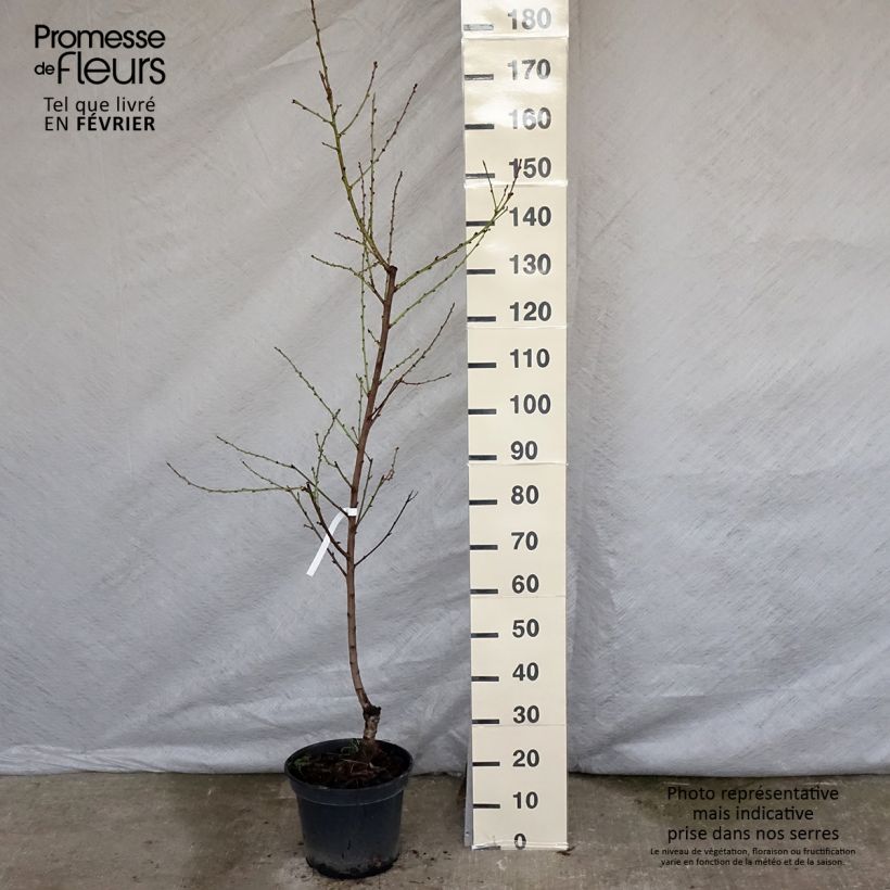Exemplaar van Nectarine Nectarose Pot van 7,5 l/10 l, Kelkvormig zoals geleverd in de winter