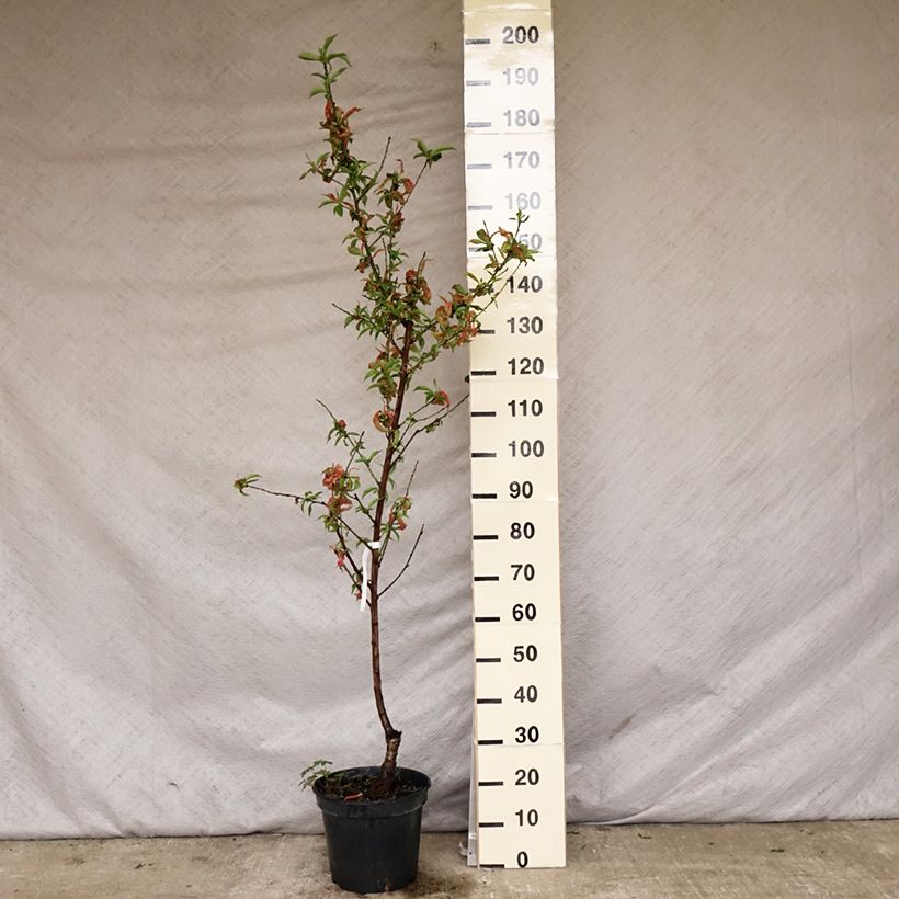 Exemplaar van Nectarine Nectarose Pot van 7,5 l/10 l, Kelkvormig zoals geleverd in de lente