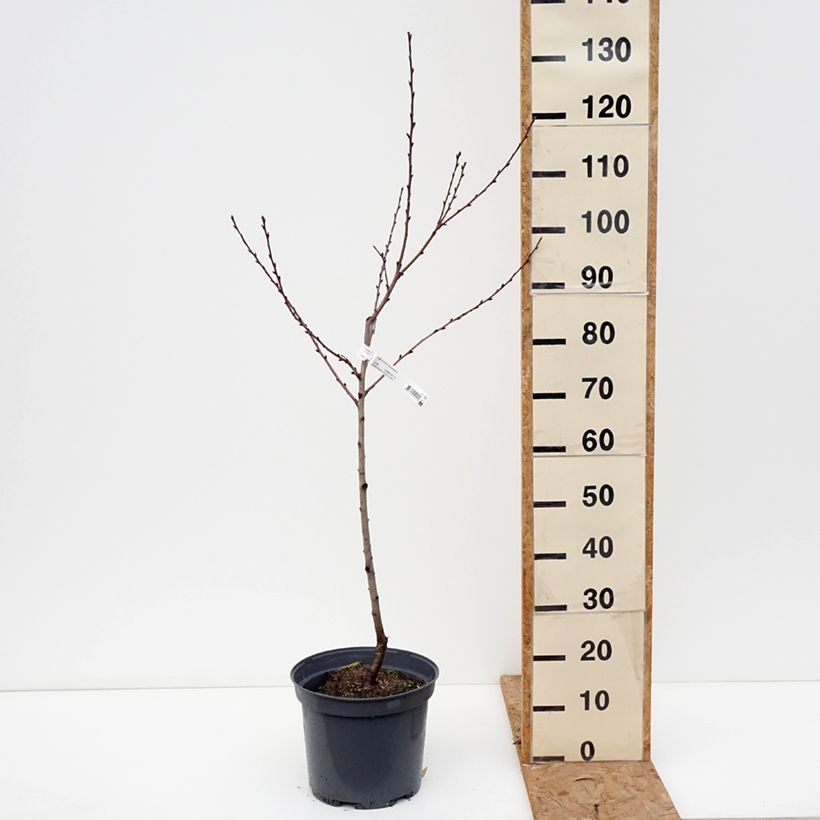 Exemplaar van Nectarine Nectarose Pot van 7,5 l/10 l, Kelkvormig zoals geleverd in de herfst