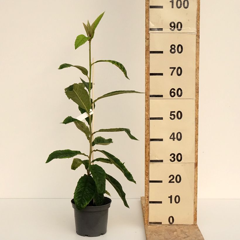 Exemplaar van Eriobotrya japonica - Japanse mispel Pot van 3 l/4 l zoals geleverd in de lente