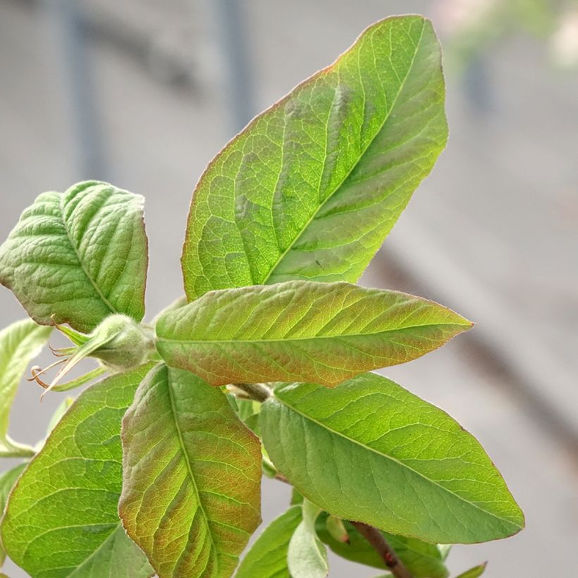 Mespilus germanica Bredase Reus - Mispel (Blad)