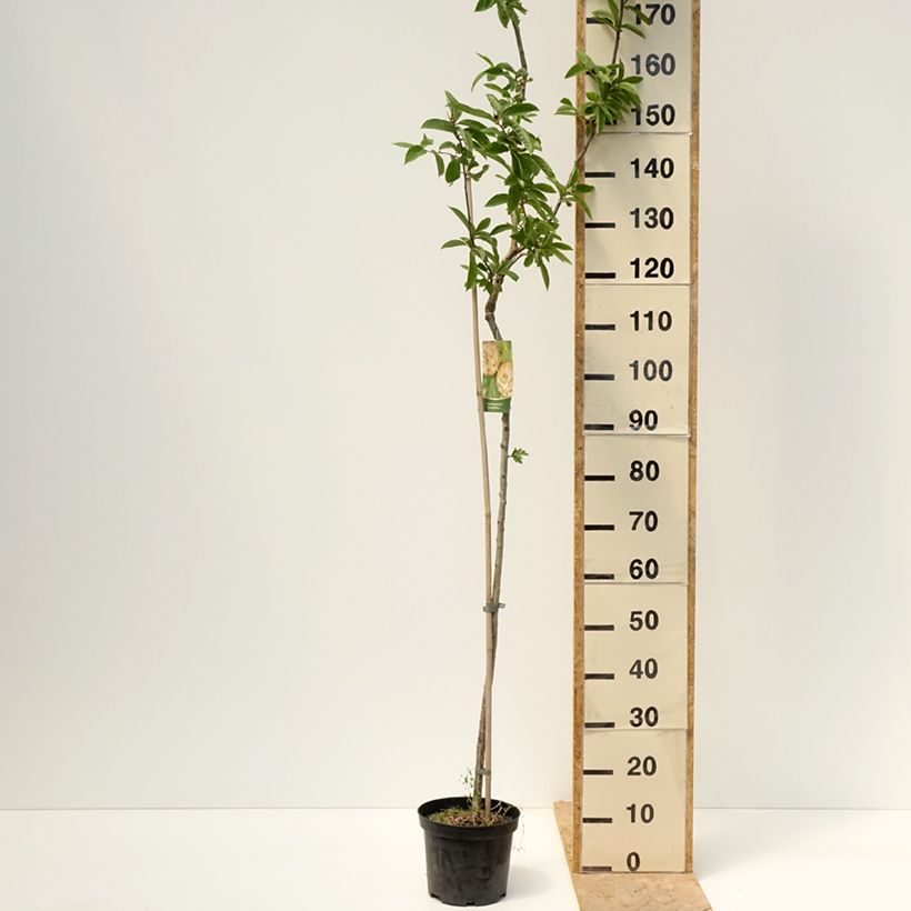 Exemplaar van Mespilus germanica Bredase Reus - Mispel Pot van 4 l/5 l, Stengel zoals geleverd in de lente