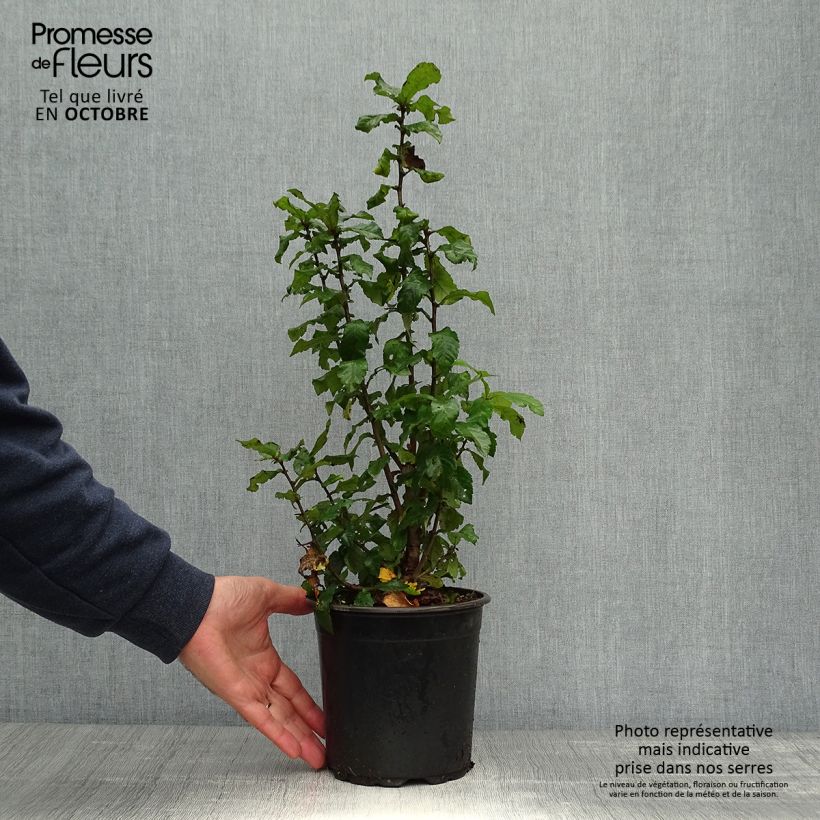 Exemplaar van Mespilus germanica - Mispel Pot van 2 l/3 l zoals geleverd in de herfst