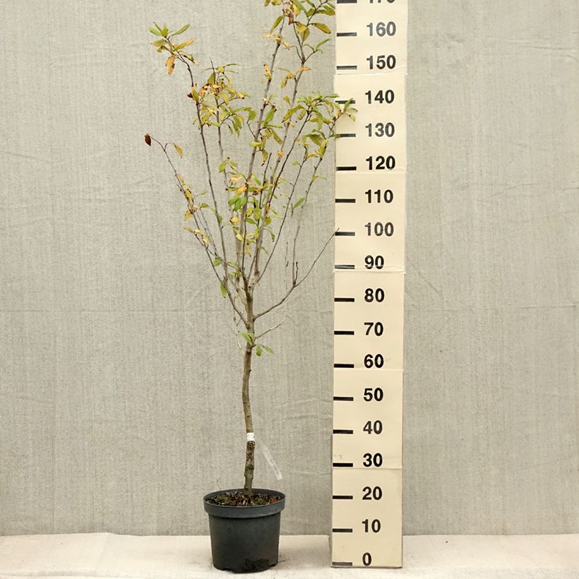 Exemplaar van Mespilus germanica - Mispel Pot van 4 l/5 l zoals geleverd in de herfst