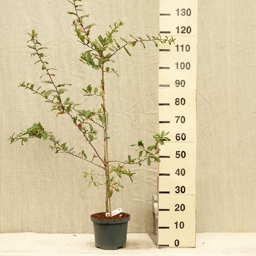 Exemplaar van Mispel Westerveld - Mespilus germanica Pot van 4 l/5 l zoals geleverd in de zomer
