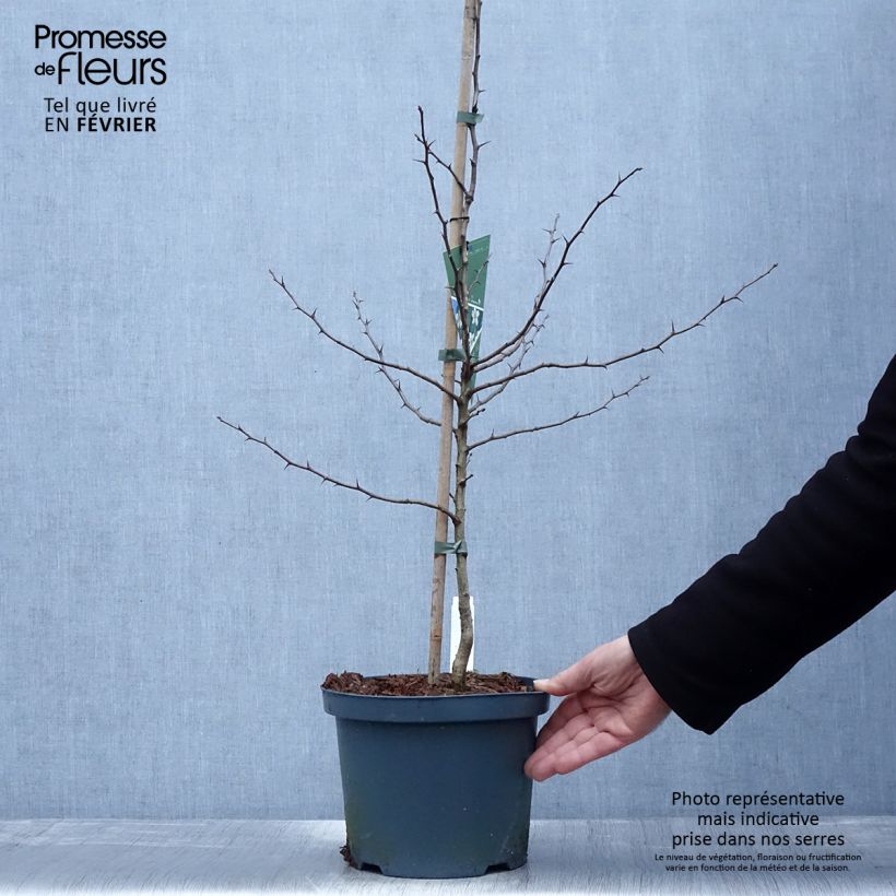 Exemplaar van Mispel Westerveld - Mespilus germanica Pot van 4 l/5 l zoals geleverd in de winter