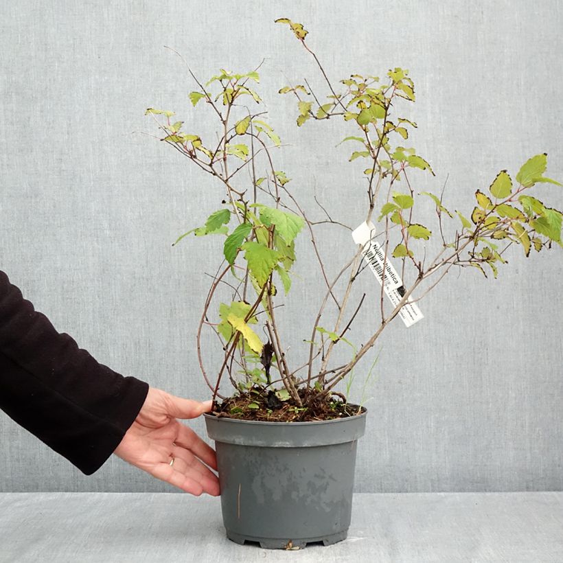 Exemplaar van Neillia thibetica - Trosspirea Pot van 3 l/4 l zoals geleverd in de herfst