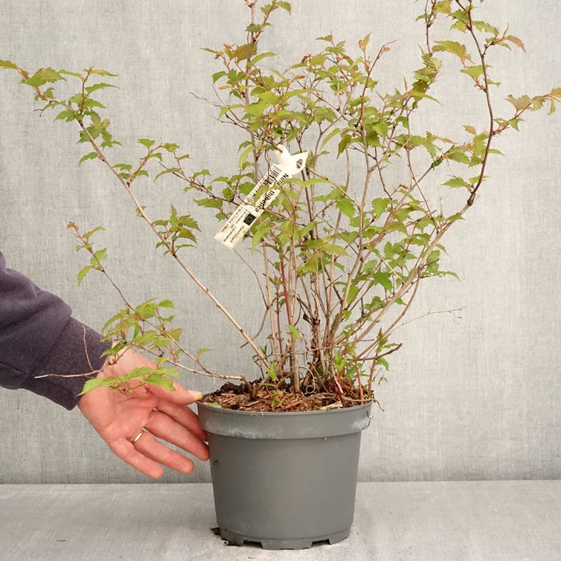 Exemplaar van Neillia thibetica - Trosspirea Pot van 3 l/4 l zoals geleverd in de lente