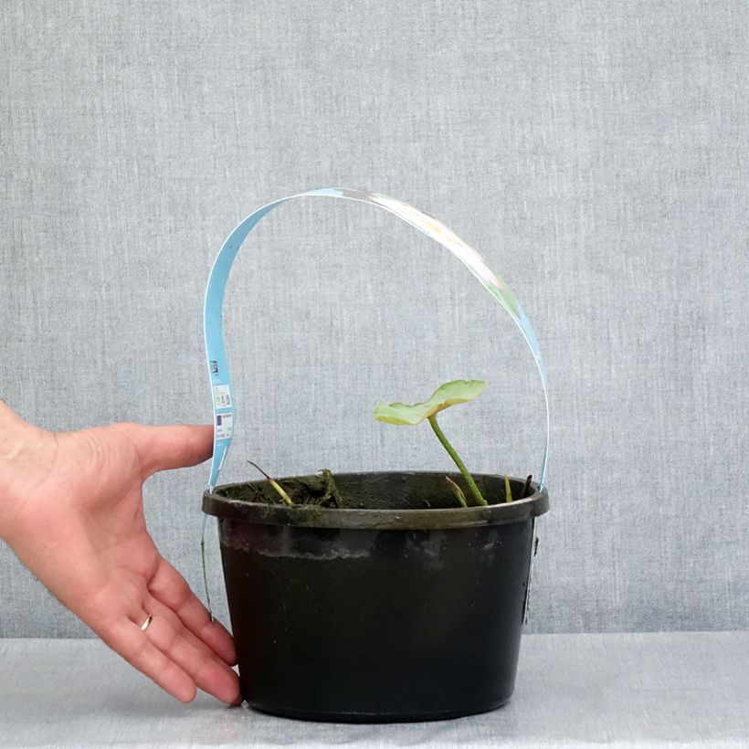 Exemplaar van Nelumbo nucifera rose - Lotus des Indes rose - pot de 3L/4L zoals geleverd in de lente