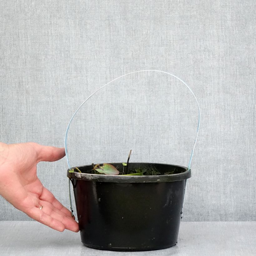 Exemplaar van Nelumbo nucifera Rood - Indische lotus Pot van 3 l/4 l zoals geleverd in de lente