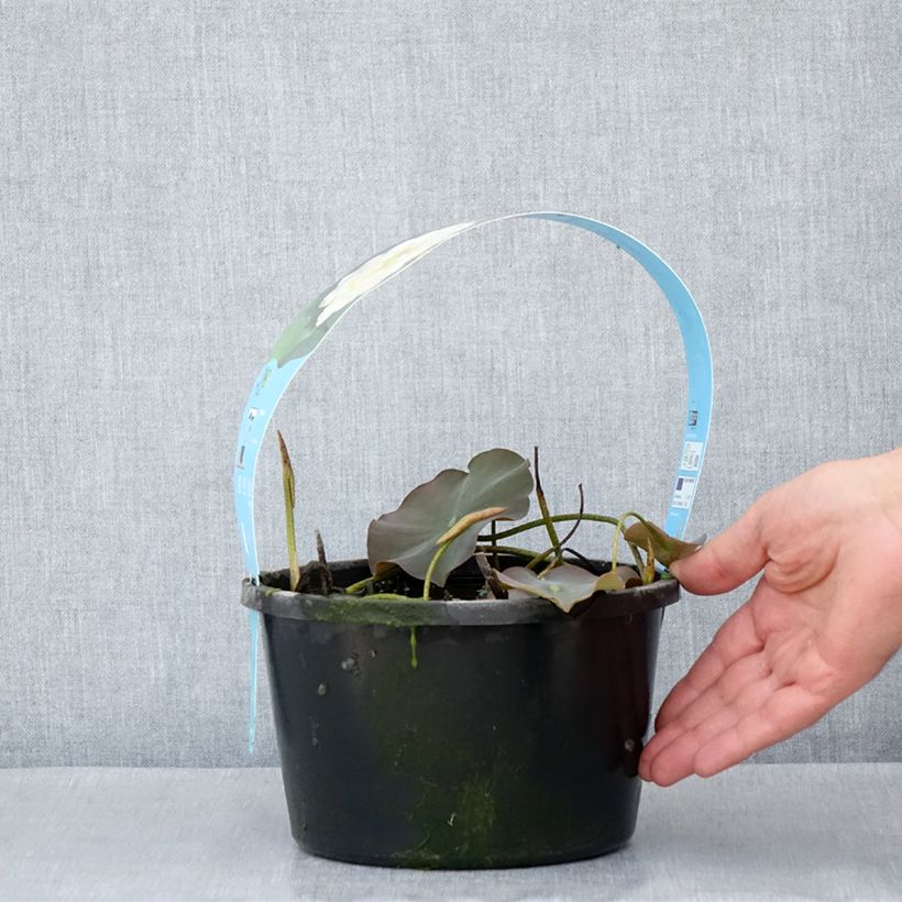 Exemplaar van Nelumbo nucifera Wit - Indische lotus Pot van 3 l/4 l zoals geleverd in de lente