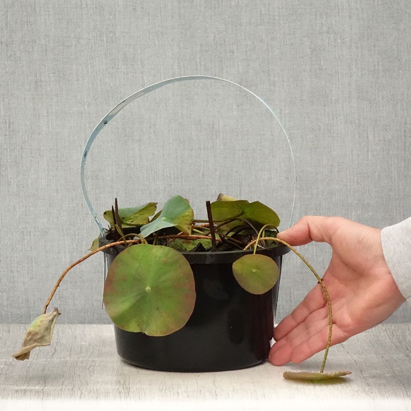 Exemplaar van Nelumbo nucifera Wit - Indische lotus Pot van 3 l/4 l zoals geleverd in de zomer