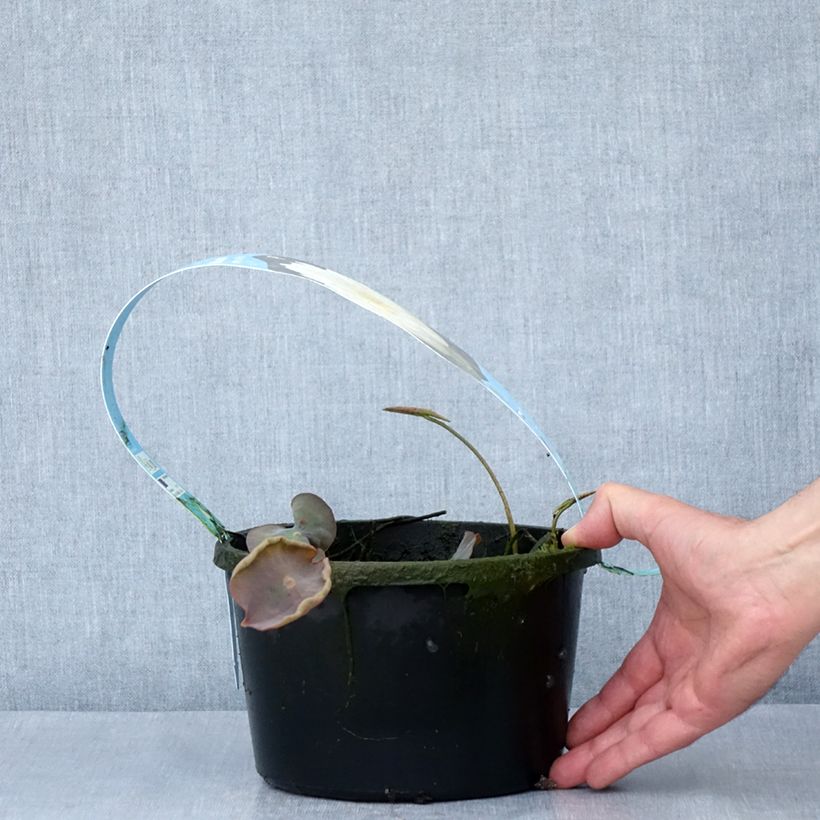 Exemplaar van Nelumbo Pygmaea Wit - Indische lotus Pot van 3 l/4 l zoals geleverd in de lente