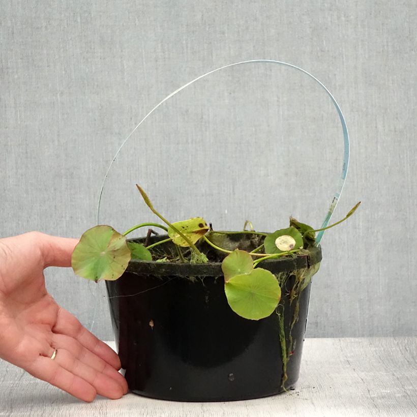 Exemplaar van Nelumbo Pygmaea Wit - Indische lotus Pot van 3 l/4 l zoals geleverd in de zomer