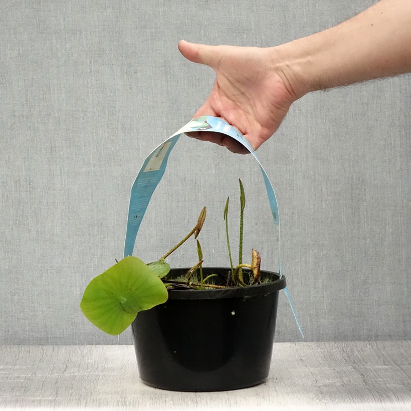 Exemplaar van Nelumbo Pygmaea Yellow - Indische lotus Pot van 3 l/4 l zoals geleverd in de zomer