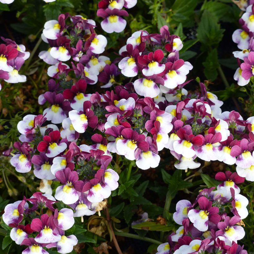 Nemesia Sunpeddle Painted Rose - Elfenspiegel (Flowering)