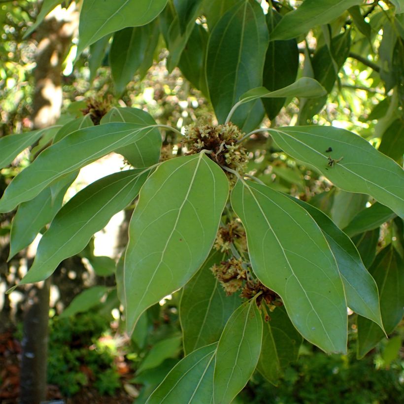 Neolitsea sericea - Neolitsea (Foliage)