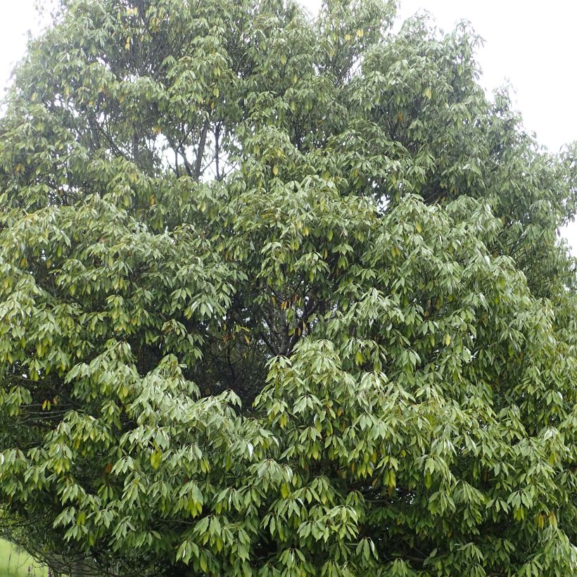 Neolitsea sericea - Neolitsea (Plant habit)