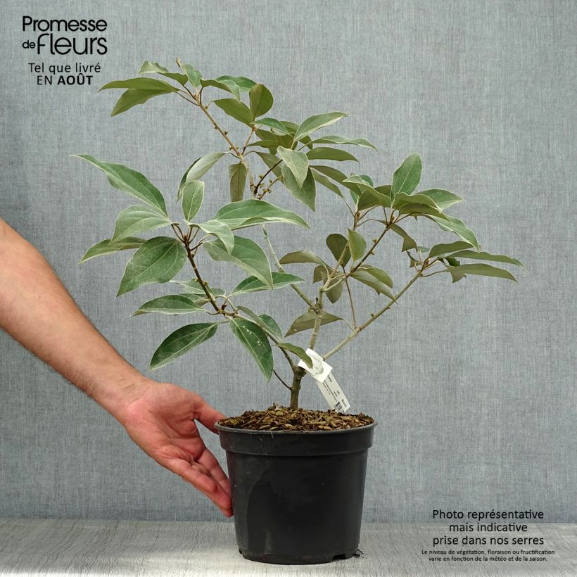 Exemplaar van Neolitsea sericea - Neolitsea Pot van 4 l/5 l zoals geleverd in de zomer