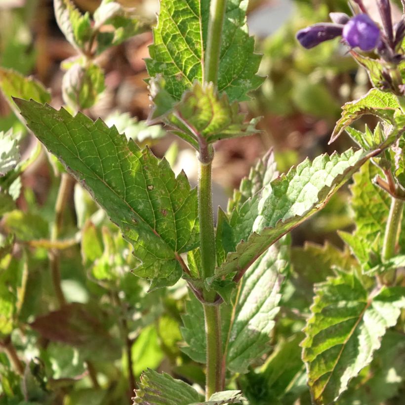 Nepeta Blue Dragon - Kattenkruid (Blad)