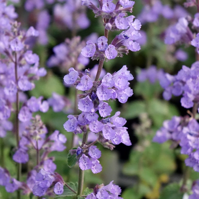 Nepeta faassenii Cat's Pajamas - Kattenkruid (Bloei)