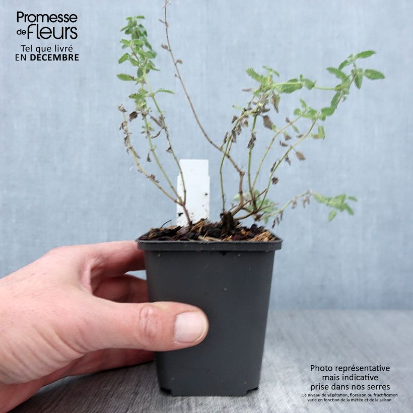 Exemplaar van Nepeta faassenii Six Hill Giant Gold Godet de 8/9 cm zoals geleverd in de herfst